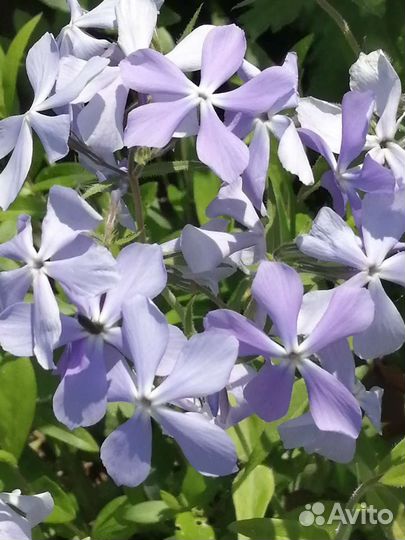 Садовые многолетние цветы