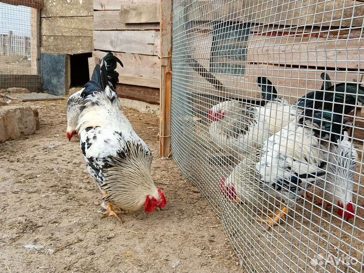 Куры петухи