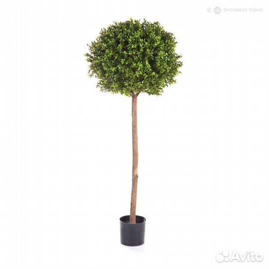 Самшит Шар Штамб уличный новый 165 см