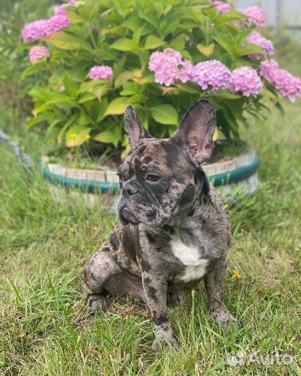 Французский бульдог кабель вязка