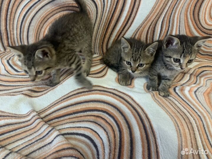 Котята бесплатно