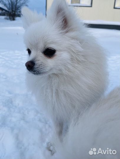 Продается Малый немецкий шпиц девочка