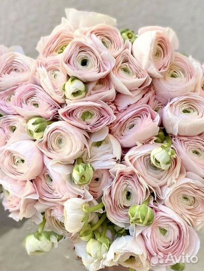 Ранункулюс цветы