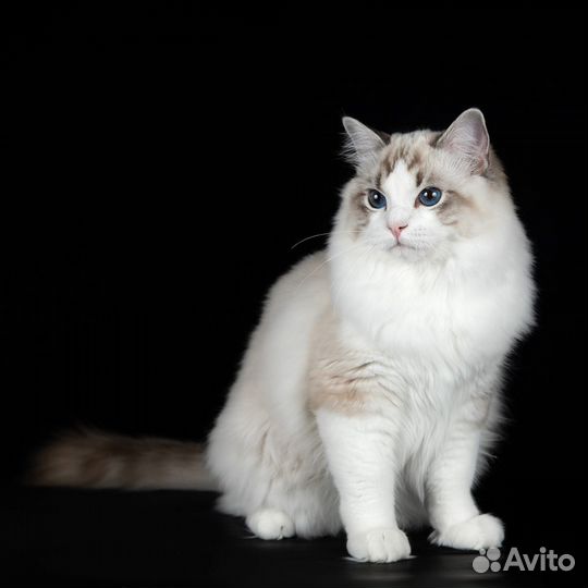 Мальчик рэгдолл, шоу/брид, seal lynx bicolor