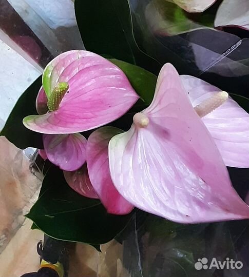 Антуриумы подарок