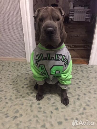 Шарпей вязка