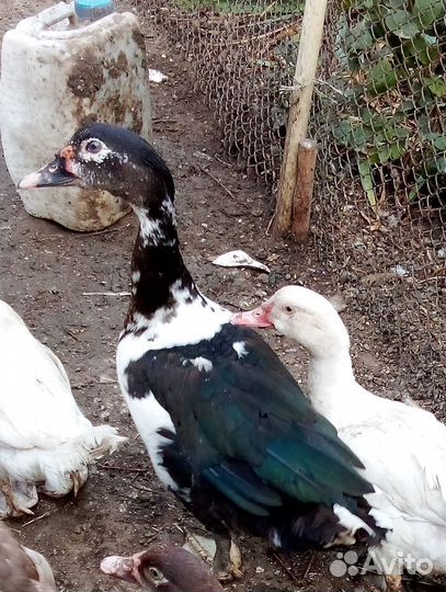 Селезень индоутки