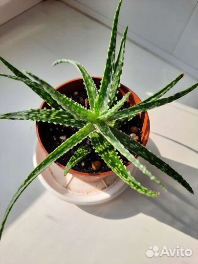 Декоративный вид Алое юкунда