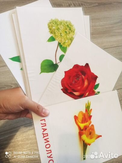 Развивающие карточки по методике Домана