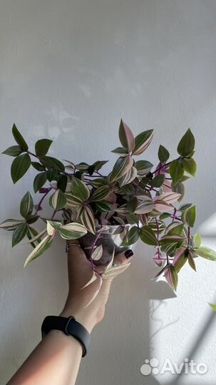 Традесканция триколор