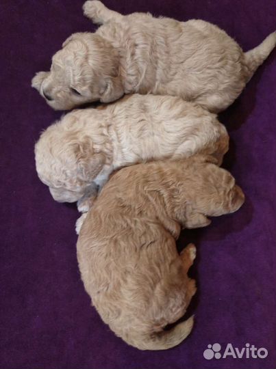 Карликовый пудель девочки