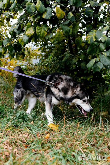 Красивейший пес за решёткой в приюте ждет семью
