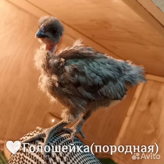 Суточные цыплята несушки