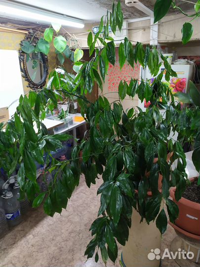 Крупные растения для дома и офиса