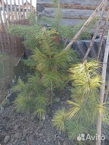 Саженцы сибирского кедра