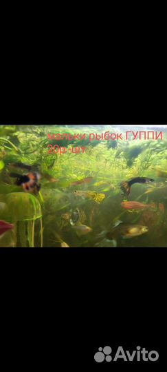 Рыбы Гуппи