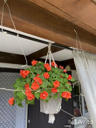 Бальзамин Герань