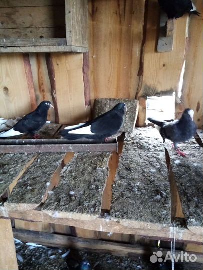 Голуби курские