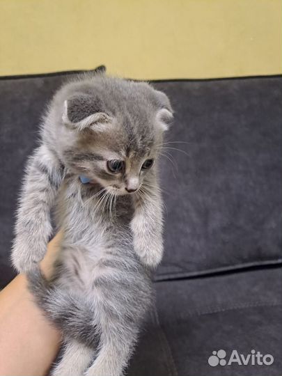 Отдам котят в добрые руки бесплатно