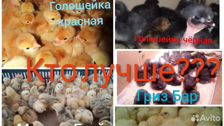 Цветной Французский Бройлер