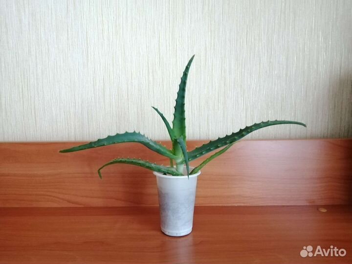 Алоэ лечебный отросток