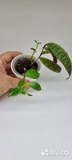 Эсхинантус мраморный