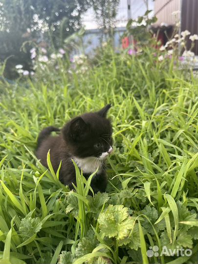 Котята черно-белые