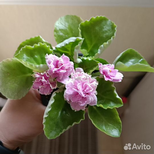 Фиалки сортовые стартер