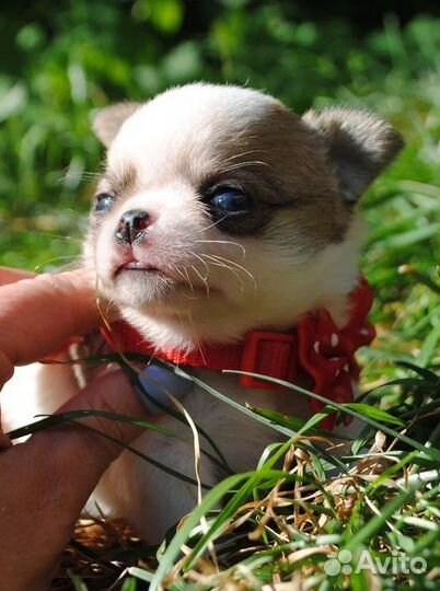 Очаровательный мальчик чихуа на фото