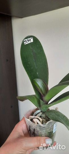 Орхидея фаленопсис I-Hsin Violet Angel