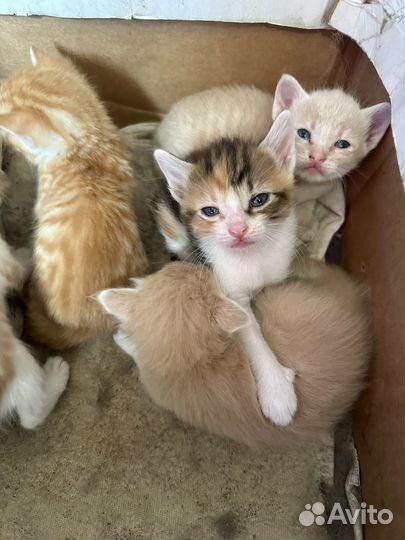 Котята в добрые руки