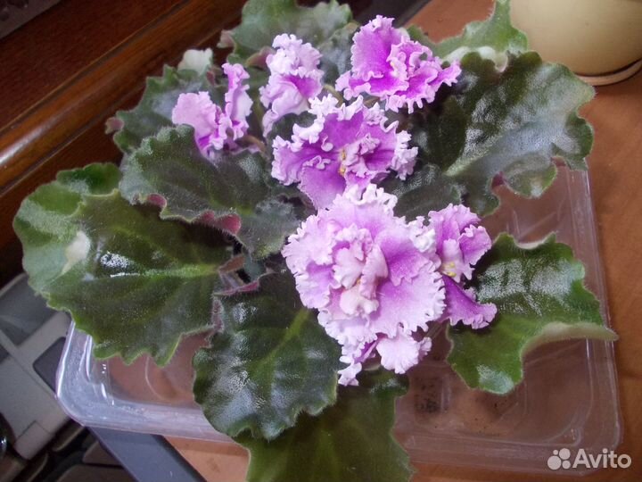 Молодые цветущие фиалочки