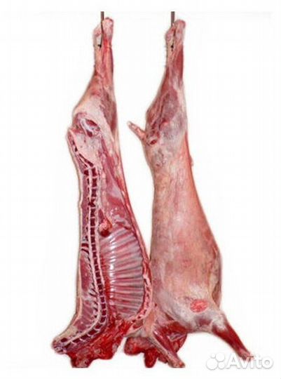 Мясо баранина тушка