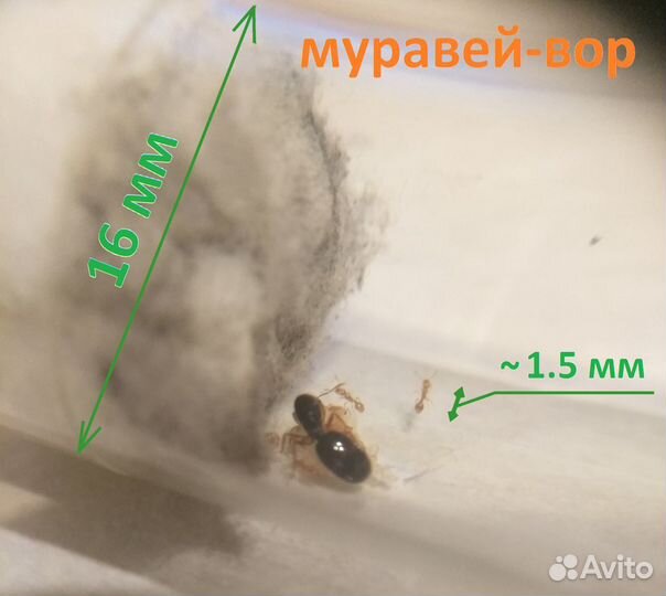 Муравьи Матка: Жнецы, Cадовый, Дерновый. Знахарь