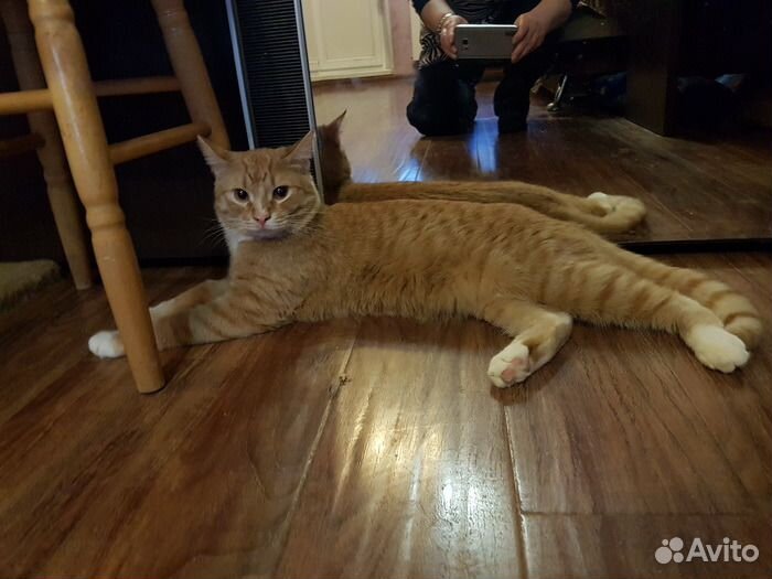 Рыжий Вася ищет дом