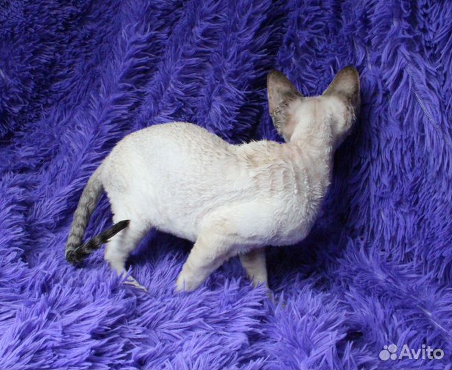 Котятки девон-рекс