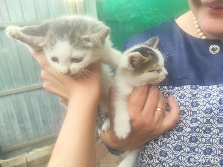 Котята ищут добрые руки