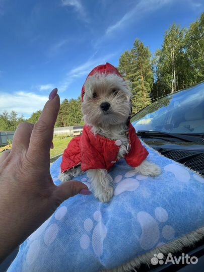 Мальтипу f1 micro