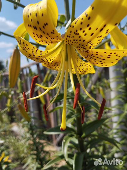 Лилия саженцы