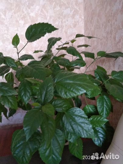 Сортовые гибискусы