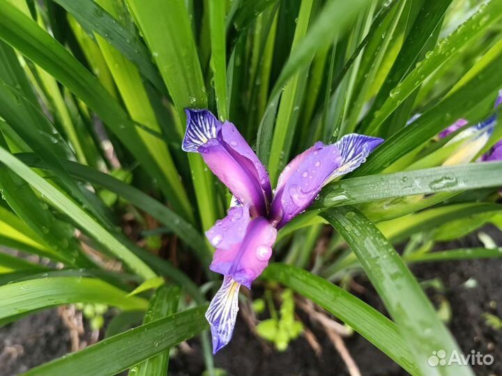 Многолетники для сада