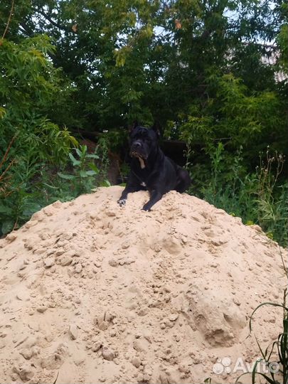 Щенки Кане Корсо