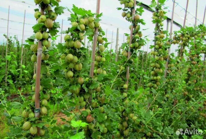 Саженцы крыжовника Русский желтый