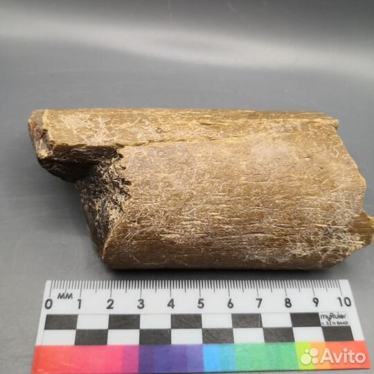 Окаменелые кости ископаемого кита Цетотерия