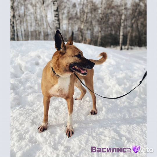 Собака в добрые руки