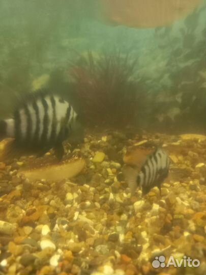 Аквариумные рыбки отдам бесплатно