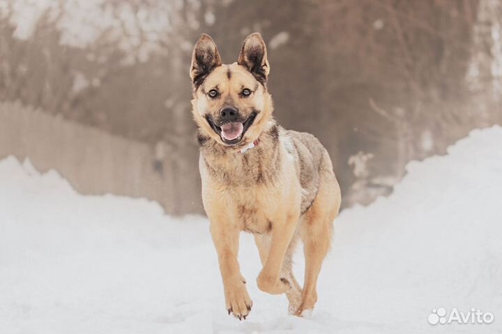 Собака в добрые руки