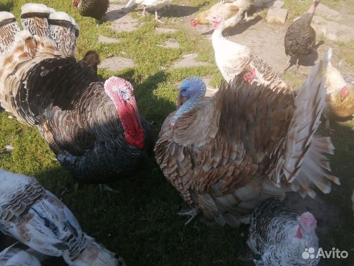 Индюки домашние