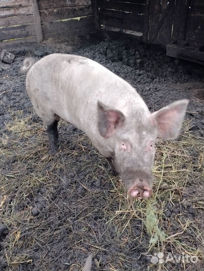 Хряк на племя