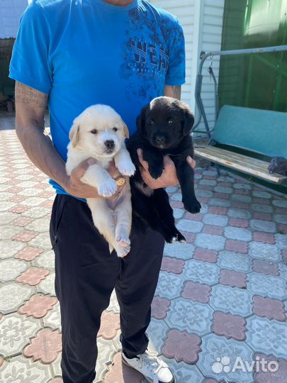Щенки лабрадора